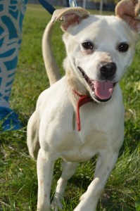 11041444_431198783716540_4137410774086630271_n