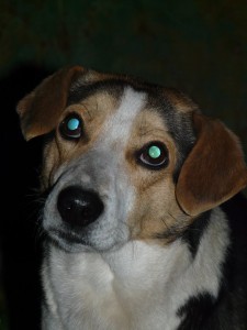 11050675_429808080522277_1264957545689019372_n