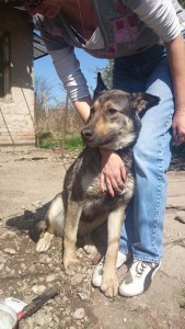 11057285_430440677125684_1340937646805892715_n