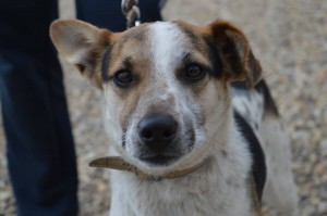 11057304_424139567755795_2060047134804612317_n