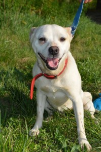 11078092_431198657049886_8860923066819901358_n