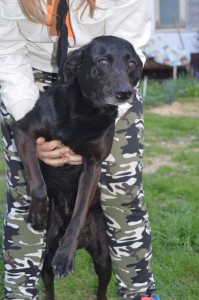 11078161_431188777050874_9078353165386190123_n