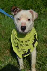 11082524_431196193716799_3002934995695499937_n