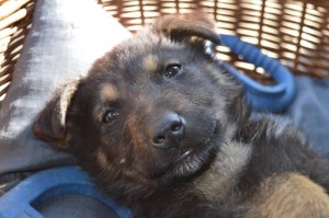 11128634_431207537048998_2361851739208400345_n