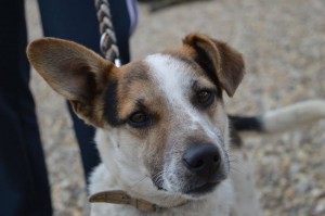 11137120_424139584422460_1688605648020612852_n