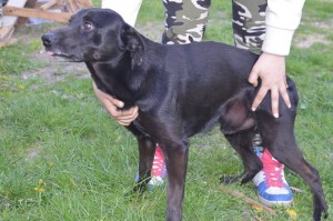 11150887_431188690384216_1645373671738680339_n