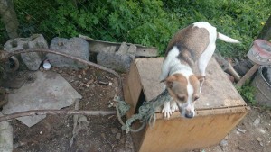 11156385_430451817124570_3529617269908707207_n