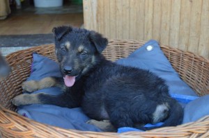 11160572_431207530382332_7080140401318847877_n