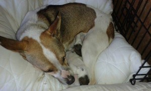 11163235_431193220383763_5584990788355527107_n