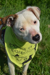 11169907_431196183716800_4758527898271434667_n