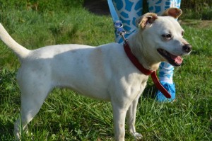 11169927_431198580383227_252932431768472384_n