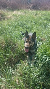 11169960_430440820459003_5769317064106507068_n