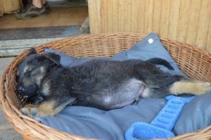 11169973_431207643715654_6564183436516691781_n