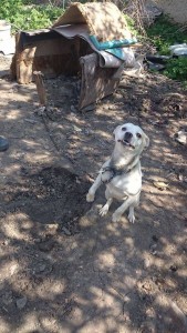 11173357_430452007124551_401901404174912820_n