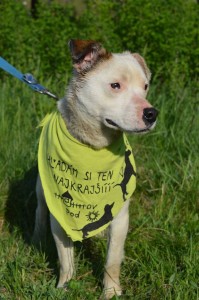 11175006_431196283716790_7196829584218542159_n