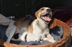 11178320_431193280383757_1270312500275042160_n