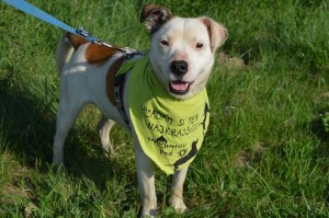 11182053_431196533716765_717732231231028388_n