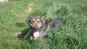 11183446_430440843792334_1459212378415740992_n