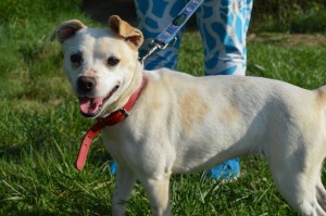 11188237_431198560383229_1484307479590790364_n