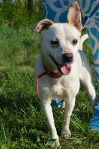 11188413_431198527049899_2905574015554116262_n