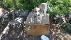 1920303_430451710457914_589900725073078608_n