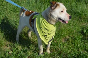 20185_431196547050097_765816764829354943_n