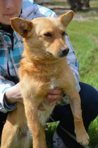 988909_424135411089544_7186188607433460939_n