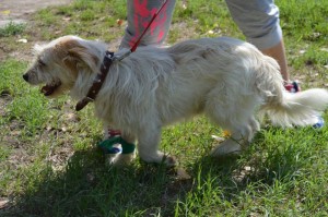 11902318_476727459163672_5246696764668922891_n