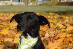 14650152_645344008968682_3318750115507450319_n