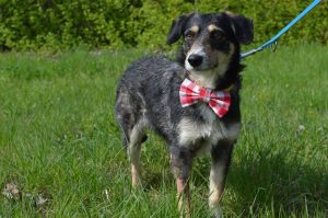 17904150_745362818966800_2905777629656594268_n