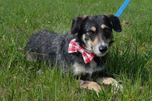 17904528_745363325633416_4489628950641335207_n