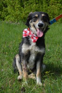 17917250_745363262300089_6700990787357818201_o