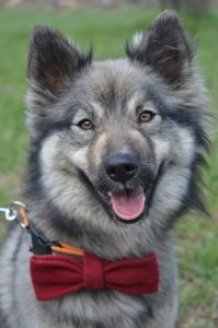 17917881_744718912364524_9107458494283849901_o