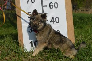 17951816_744719649031117_6882540300781121873_n