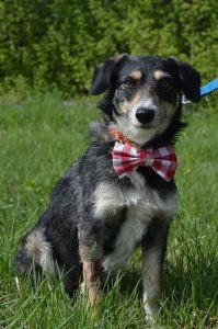 17966375_745362815633467_69674757303387765_o