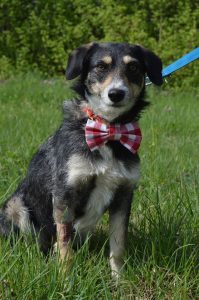 17966800_745362825633466_2075535467649992244_o