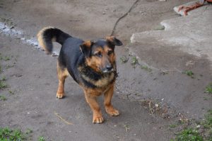 18193963_753453021491113_185443155656000596_n