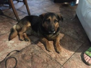 18342292_759027347600347_6453257190133656728_n