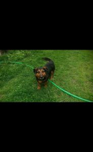 18423244_761106827392399_517064628042053343_o