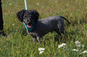 21731145_830236927146055_8284753599649462157_n