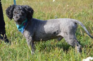 21731370_830237820479299_3884609743251202765_n