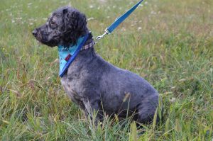 21740446_830236800479401_820466332718647324_n