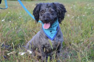 21743020_830237340479347_7959247563960589985_n