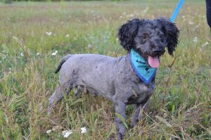 21751387_830237780479303_3633829254092641455_n