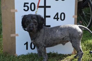 21761893_830236753812739_4595240531684954833_n