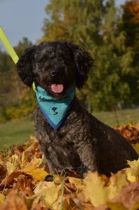 22519143_845936878909393_6326148574750528882_n