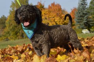 22519368_845937018909379_8433634647635621894_n