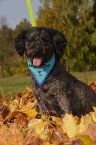 22519566_845936772242737_3744556474283122779_n