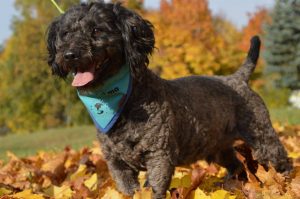 22549626_845936778909403_5248528218874290062_n