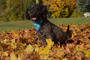 22549631_845937032242711_4815043516633468594_n